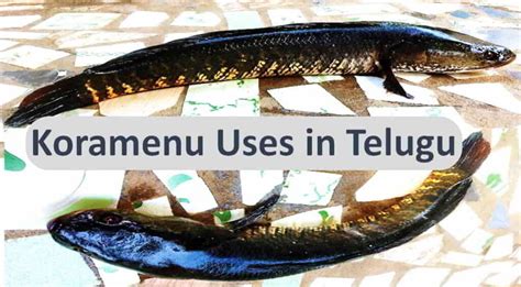 korameenu fish|Korameenu in English .